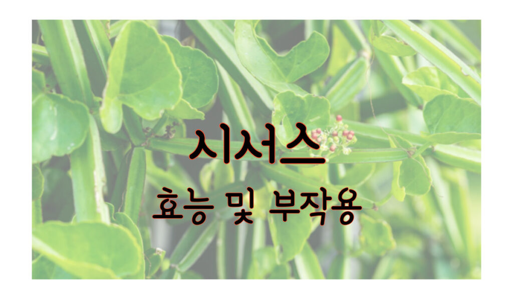 시서스 효능